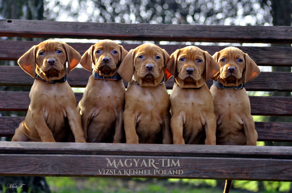 magyar tim